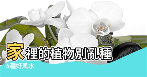 帶刺植物風水|家裡的植物別亂種！命理師湯鎮瑋曝5大植栽風水禁忌，盆栽放「。